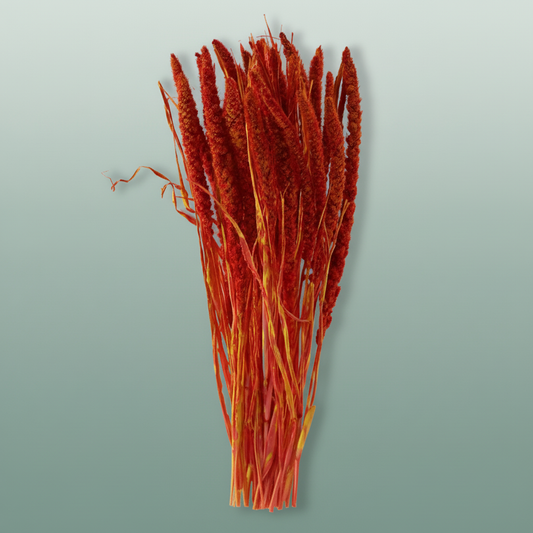 Dried Artz Setaria Picasso