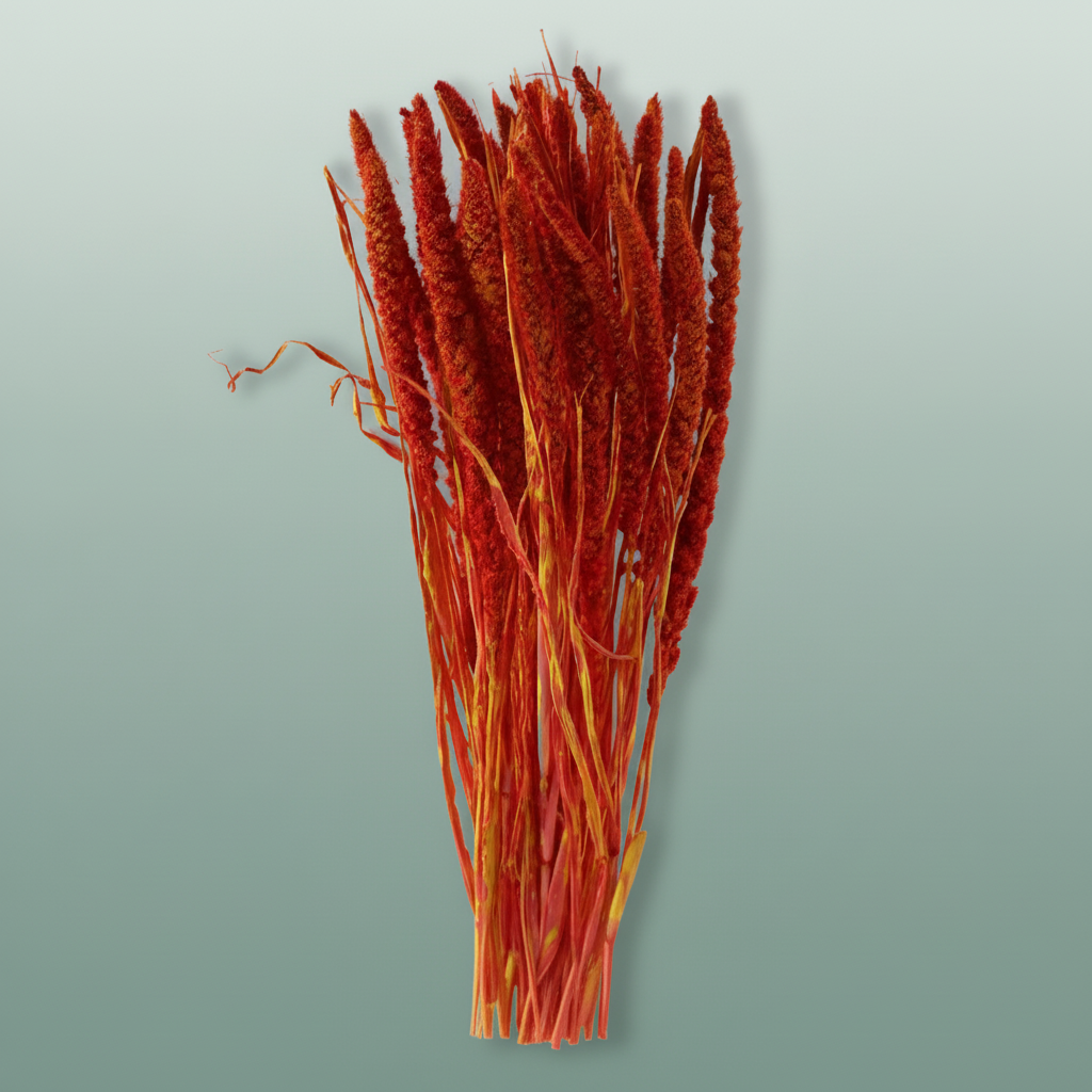 Dried Artz Setaria Picasso