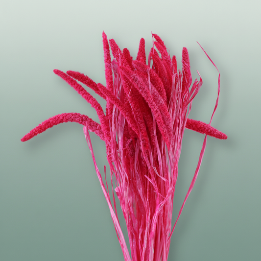 Dried Artz Setaria Rembrandt