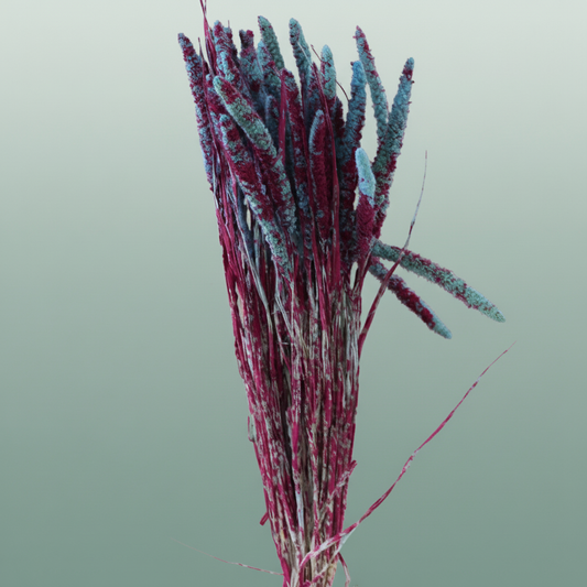 Dried Artz Setaria Rubens