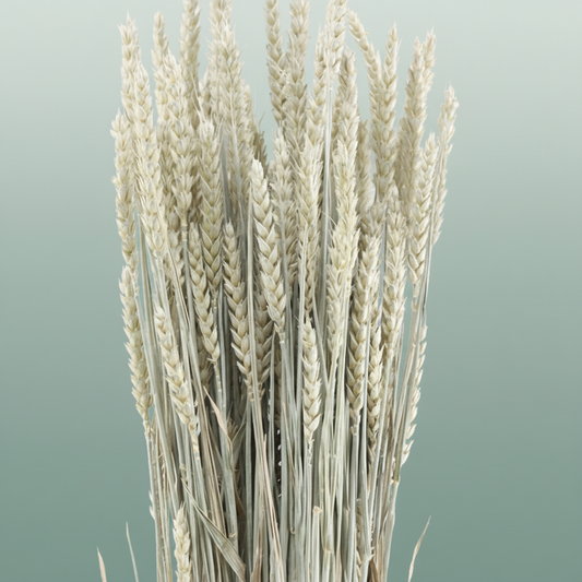 Dried Triticum Frosted White