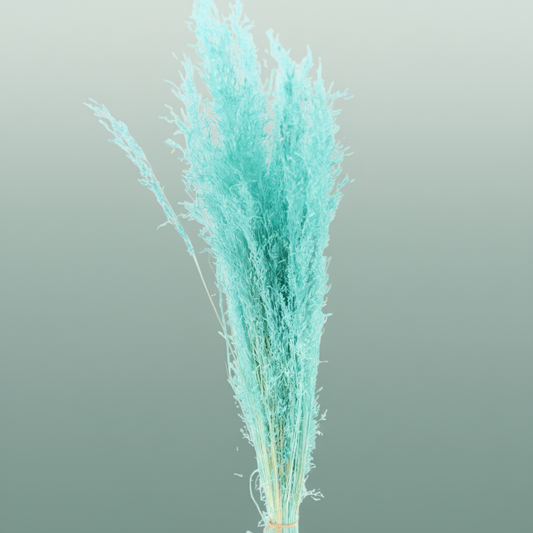 Dried Munni Grass Aqua Blue