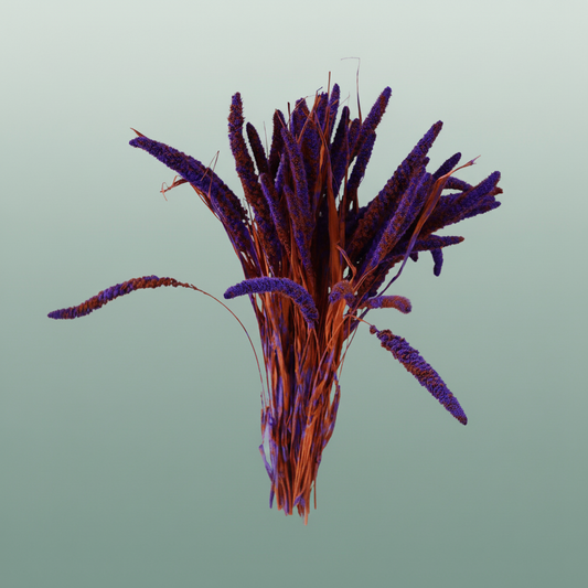 Dried Artz Setaria Vermeer