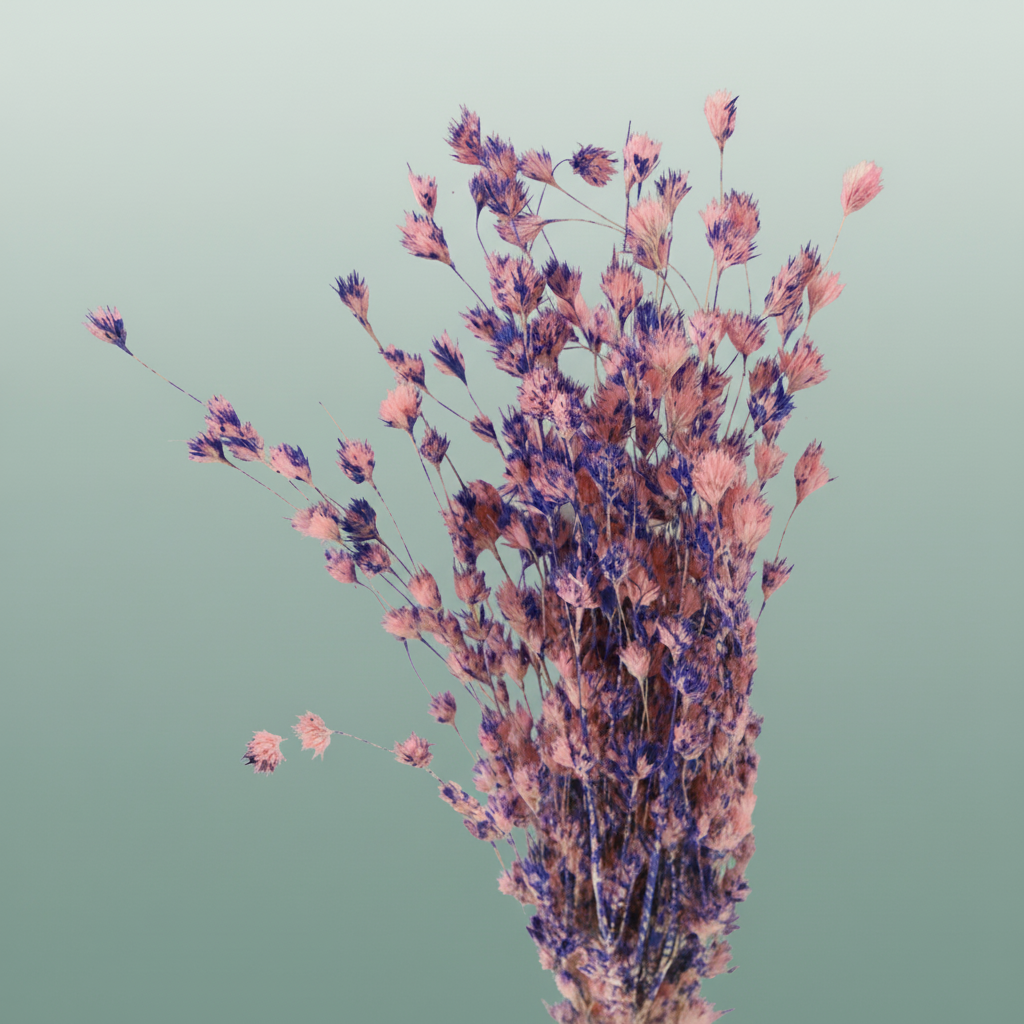 Dried Artz Wheep Bamboo Da Vinci