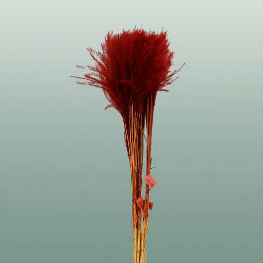 Dried Stipa Feather Brown