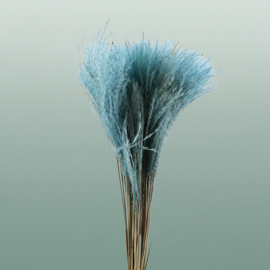 Dried Stipa Feather Light Blue