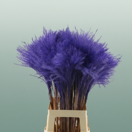 Dried Stipa Feather Milka
