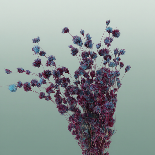 Dried Artz Wheep Bamboo Rubens