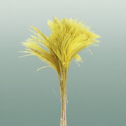 Dried Stipa Feather Yellow