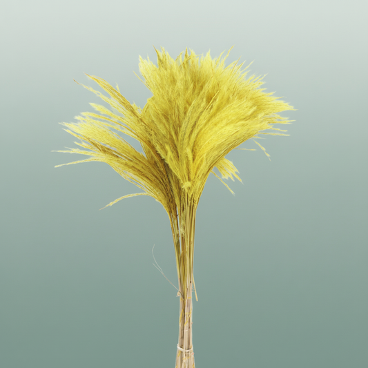 Dried Stipa Feather Yellow