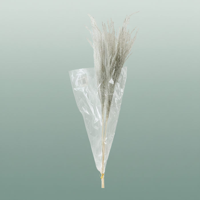Dried Stipha Feather Xl Grey