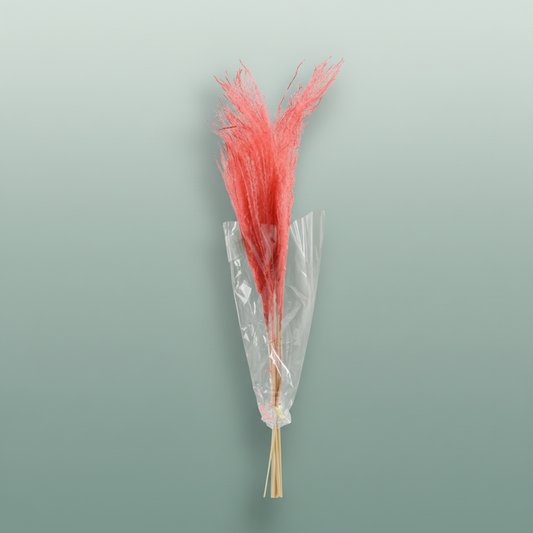 Dried Stipha Feather Cerice Large