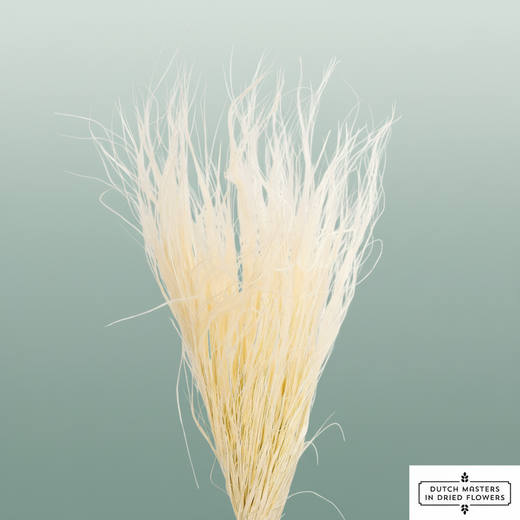 Dried Stypa Pennata White