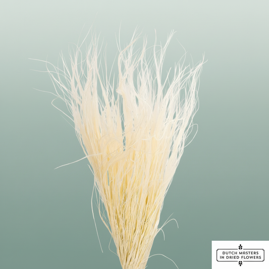 Dried Stypa Pennata White