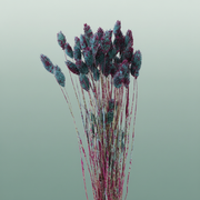 Dried Artz Phalaris Rubens