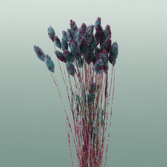 Dried Artz Phalaris Rubens