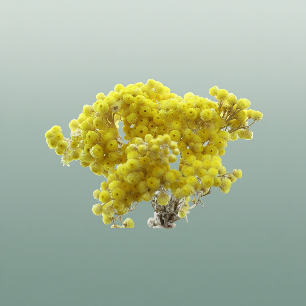 Dried Immortellen Yellow