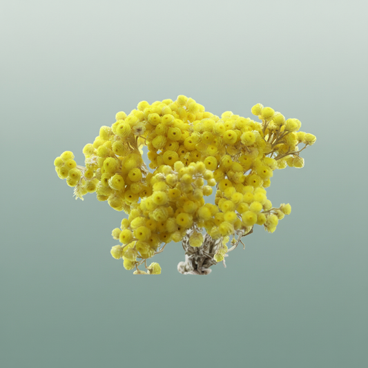 Dried Immortellen Yellow