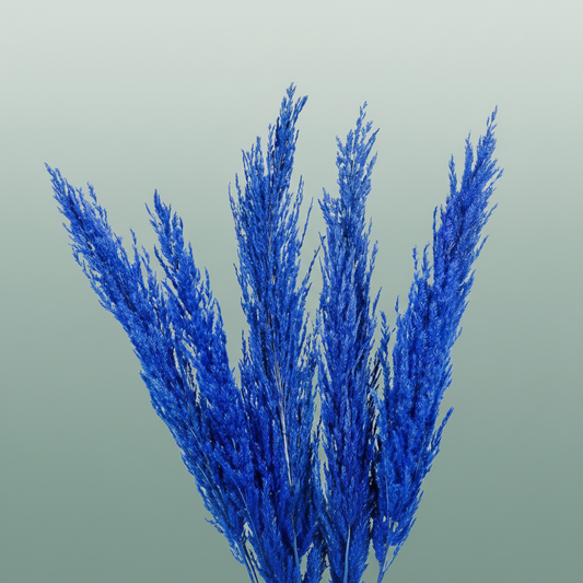 Dried Pampas Gras D. Blue