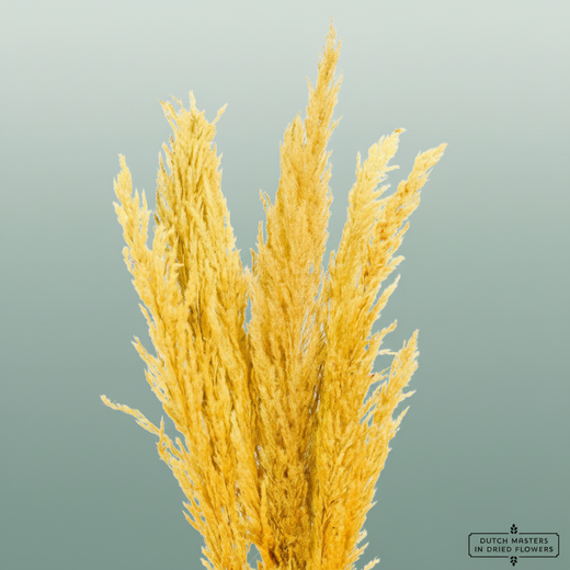 Dried Pampas Gras Yellow