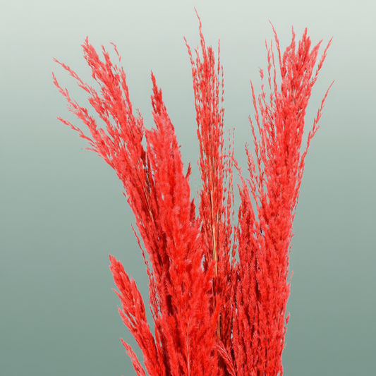Dried Pampas Gras Red