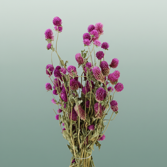 Dried Gomphrena Hot Pink