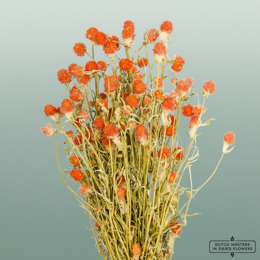 Dried Gomphrena Orange