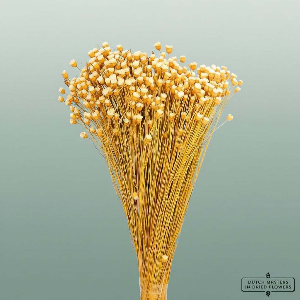 Dried Jazilda Natural