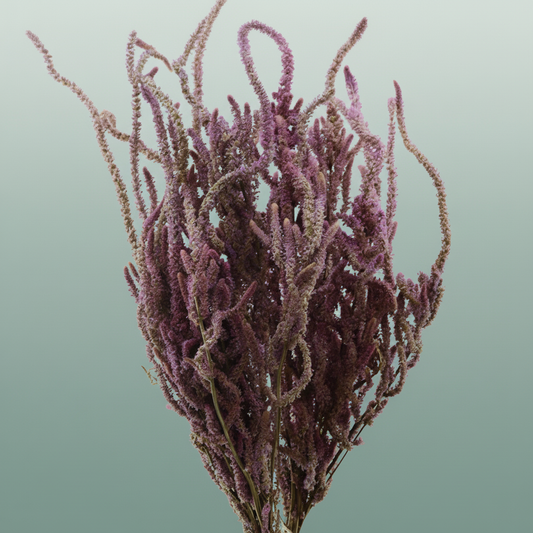 Dried Limonium Suworowii Naturel