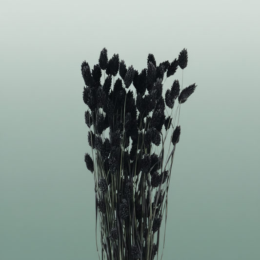 Dried Phalaris Black