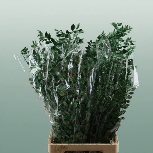 Dried Ruscus Nat Pine Green Glitter