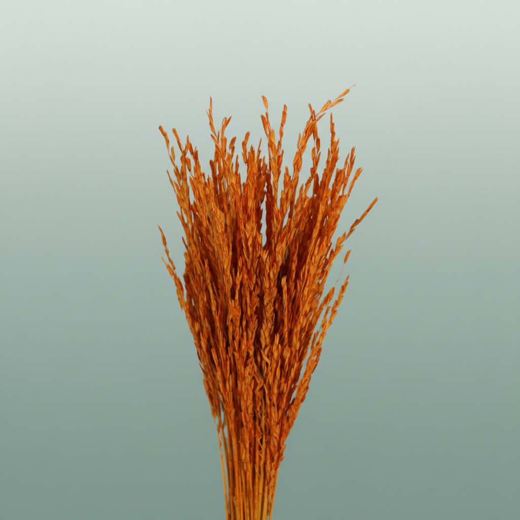 Dried Rice Oryza Orange