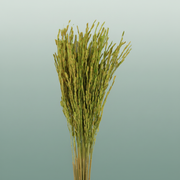 Dried Rice Oryza Green