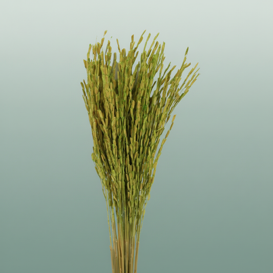 Dried Rice Oryza Green