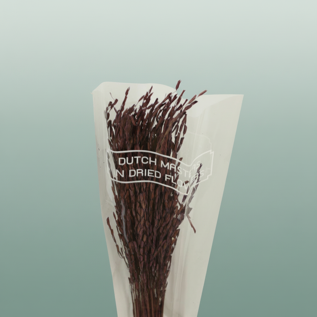 Dried Rice Oryza Purple