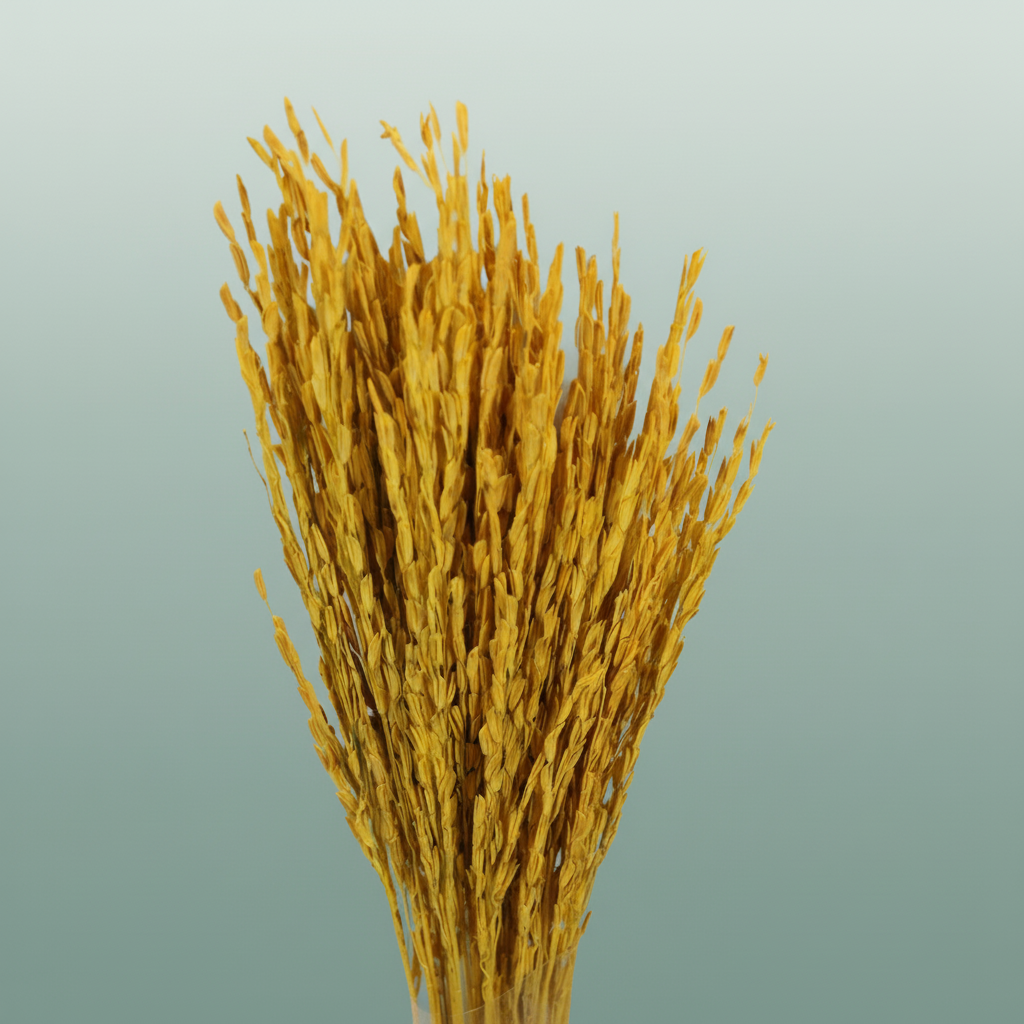 Dried Rice Oryza Yellow