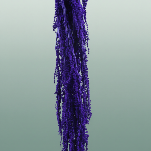 Pres Amaranthus Caud Light Purple