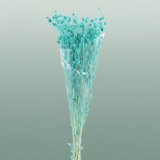 Pres Eryngium Mini Aqua Blue