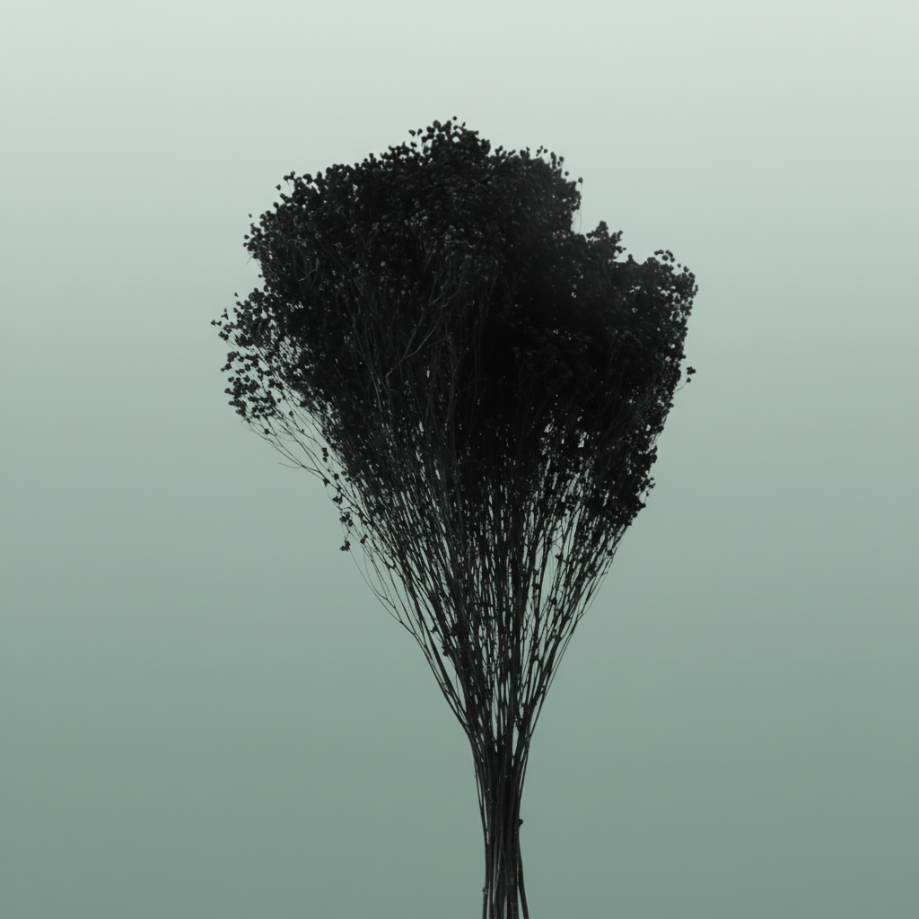 Dried Brooms Black
