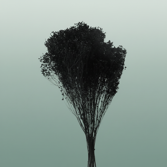 Dried Brooms Black