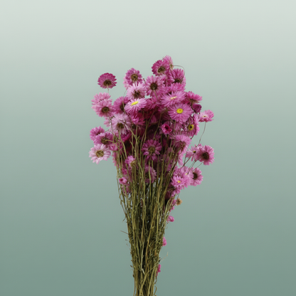 Dried Acroclinium Nat Pink