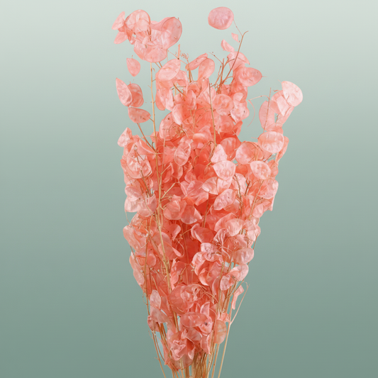 Dried Lunaria Salmon