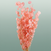 Dried Lunaria Salmon