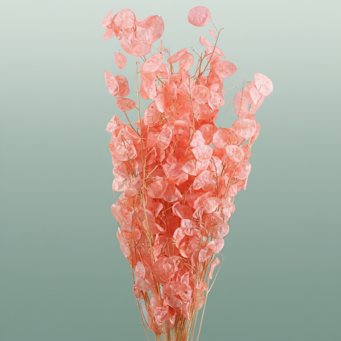 Dried Lunaria Salmon