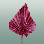 Dried Artz Palm Spear Xl Rembrandt