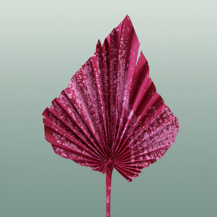 Dried Artz Palm Spear Xl Rembrandt