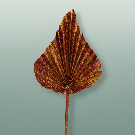 Dried Artz Palm Spear Xl Picasso