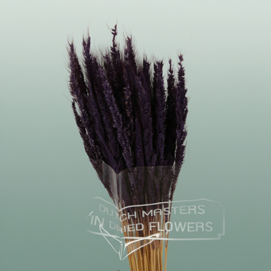 Dried Pinion Grass Purple