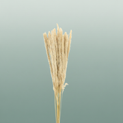 Dried Blady Grass Natural