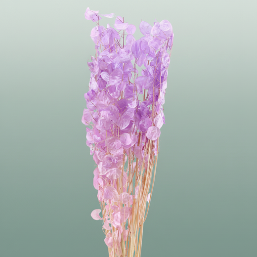 Dried Lunaria Milka